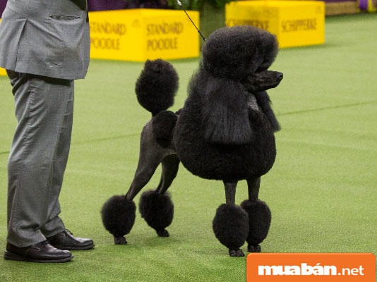 Chó Poodle – Tất Cả Những Gì Bạn Cần Biết Khi Nuôi 7 Chopoodle