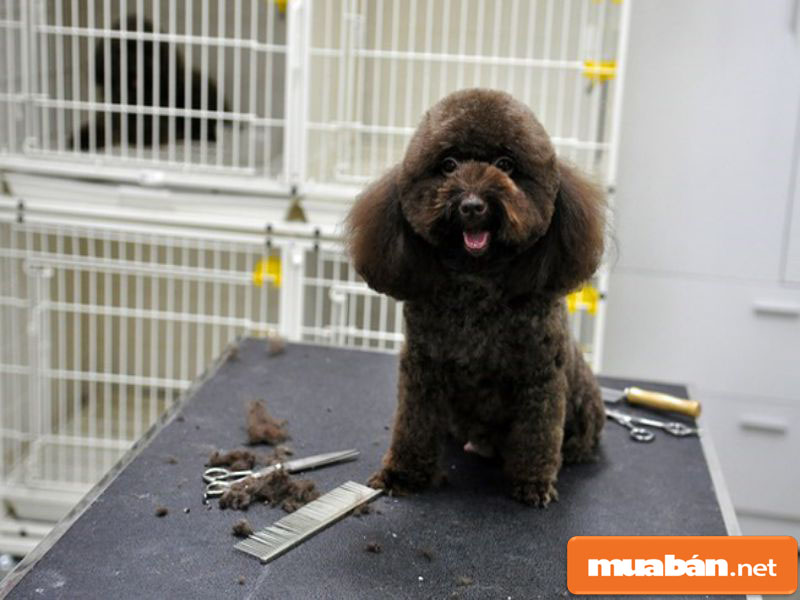 Chó Poodle – Tất Cả Những Gì Bạn Cần Biết Khi Nuôi 9 Chopoodle1