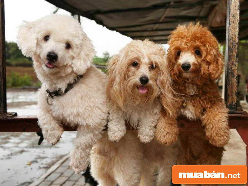Chó Poodle – Tất Cả Những Gì Bạn Cần Biết Khi Nuôi 2 Chó Poodle