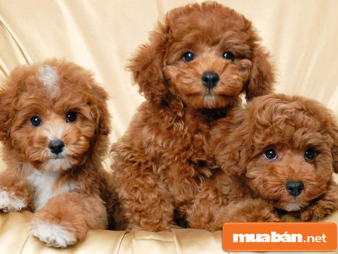 Chó Poodle – Tất Cả Những Gì Bạn Cần Biết Khi Nuôi 5 Chopoodle2