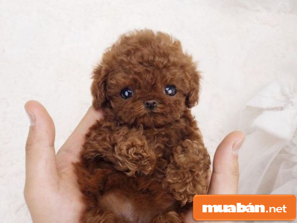 Chó Poodle – Tất Cả Những Gì Bạn Cần Biết Khi Nuôi 4 Chopoodle3