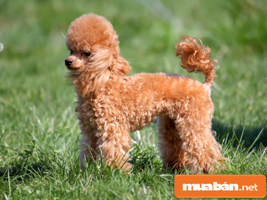 Chó Poodle – Tất Cả Những Gì Bạn Cần Biết Khi Nuôi 6 Chopoodle6