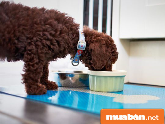 Chó Poodle – Tất Cả Những Gì Bạn Cần Biết Khi Nuôi 8 Chopoodle7