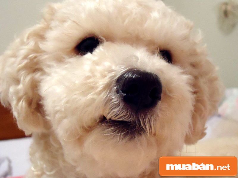 Chó Poodle – Tất Cả Những Gì Bạn Cần Biết Khi Nuôi 3 Chó Poodle