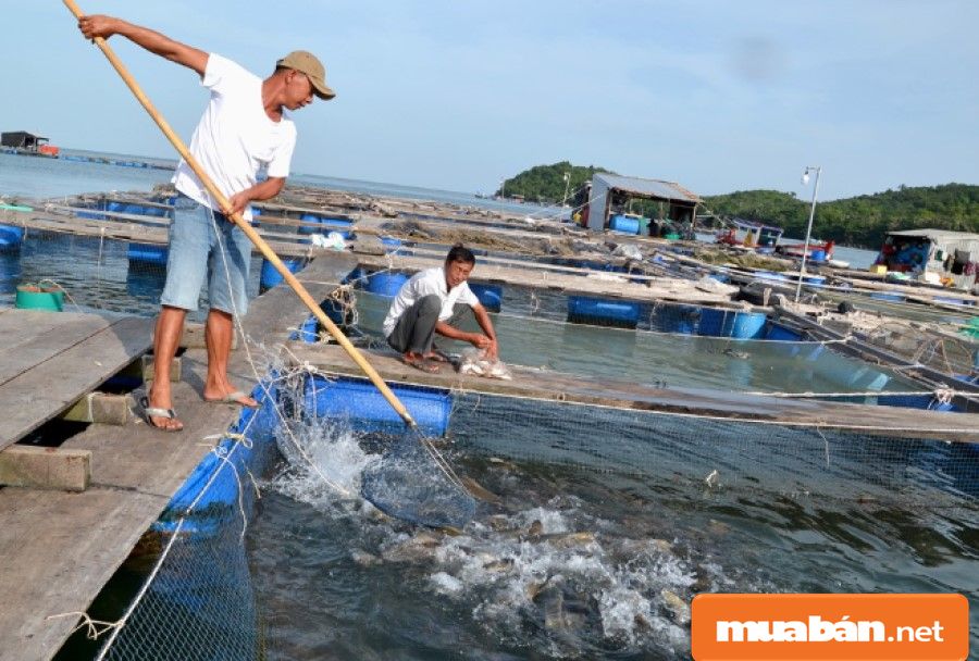 Kinh tế tăng trưởng về số lượng, đa dạng hơn các loại hình sản xuất, kinh tế biển chiếm 73,82% GDP của toàn tỉnh.