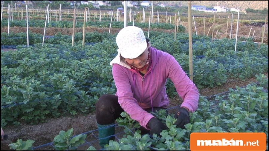 Việc Làm Lai Châu Và Những Tiềm Năng Tạo Đà Cho Sự Phát Triển Kinh Tế! 7 Việc Làm Lai Châu