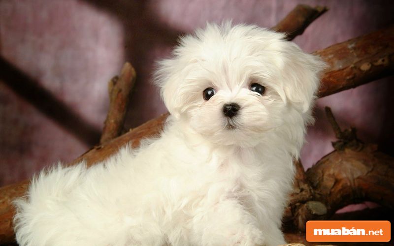 Chó Poodle Và Những Điều Có Thể Bạn Chưa Biết! 3 Chó Poodle