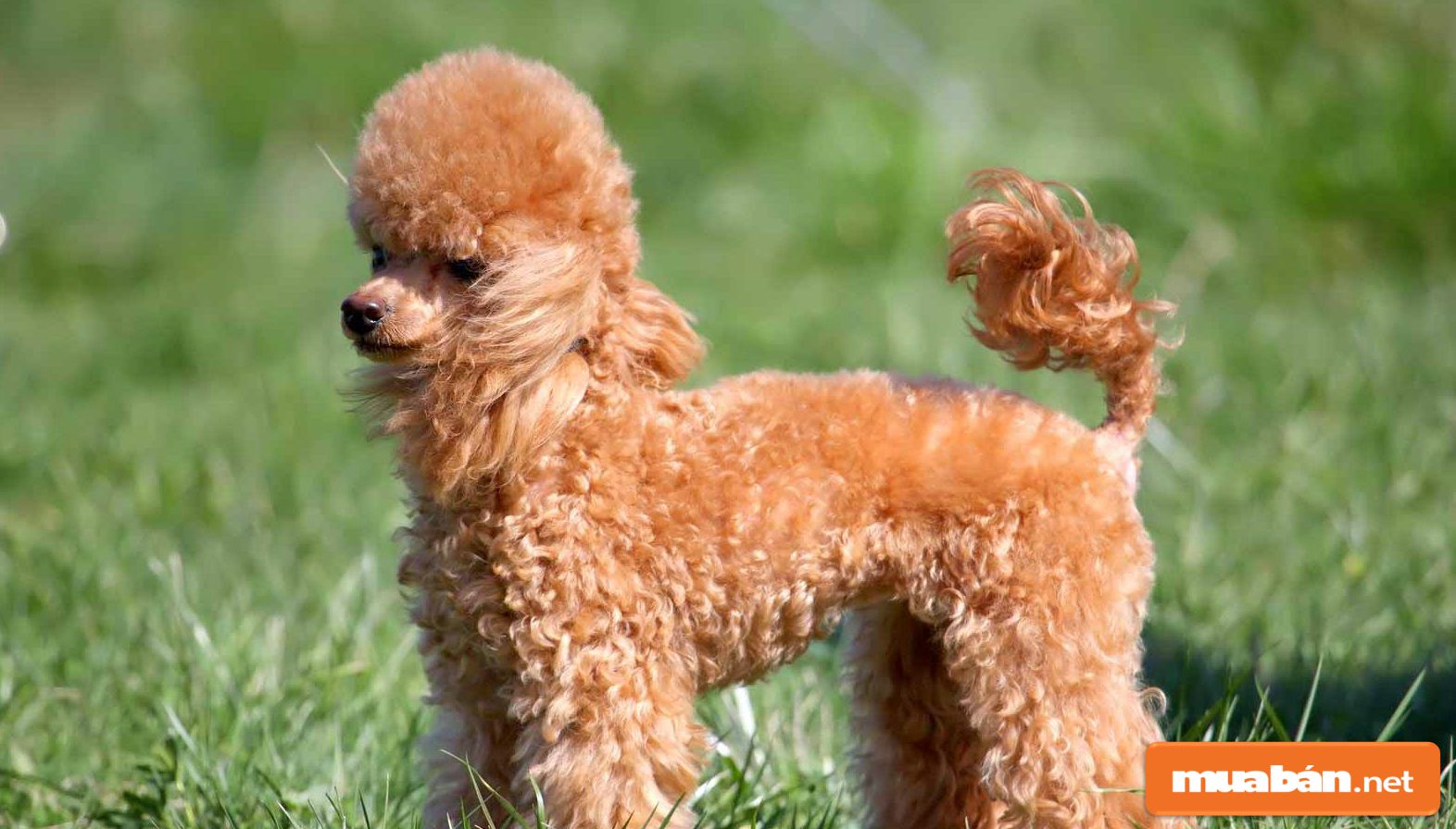 Chó Poodle Và Những Điều Có Thể Bạn Chưa Biết! 5 Chó Poodle