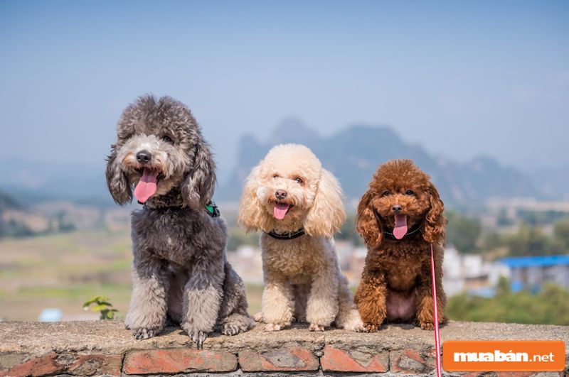 Chó Poodle Và Những Điều Có Thể Bạn Chưa Biết! 2 Chó Poodle