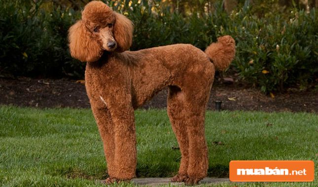 Chó Poodle Và Những Điều Có Thể Bạn Chưa Biết! 4 Chó Poodle