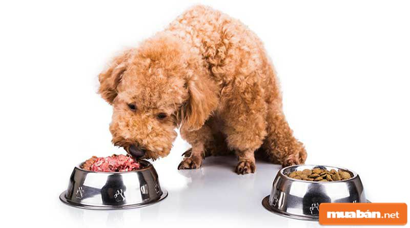 Chó Poodle Và Những Điều Có Thể Bạn Chưa Biết! 8 Chó Poodle