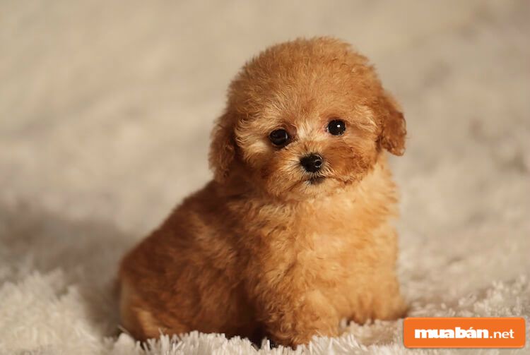 Chó Poodle Và Những Điều Có Thể Bạn Chưa Biết! 7 Chó Poodle