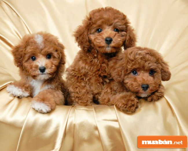 Chó Poodle Và Những Điều Có Thể Bạn Chưa Biết! 6 Chó Poodle