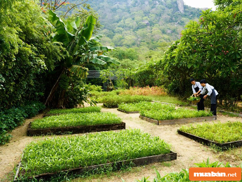 Six Senses Ninh Vân Bay – Khu Nghỉ Dưỡng Đậm Chất Thượng Lưu 12 Six Senses Ninh Vân Bay 10