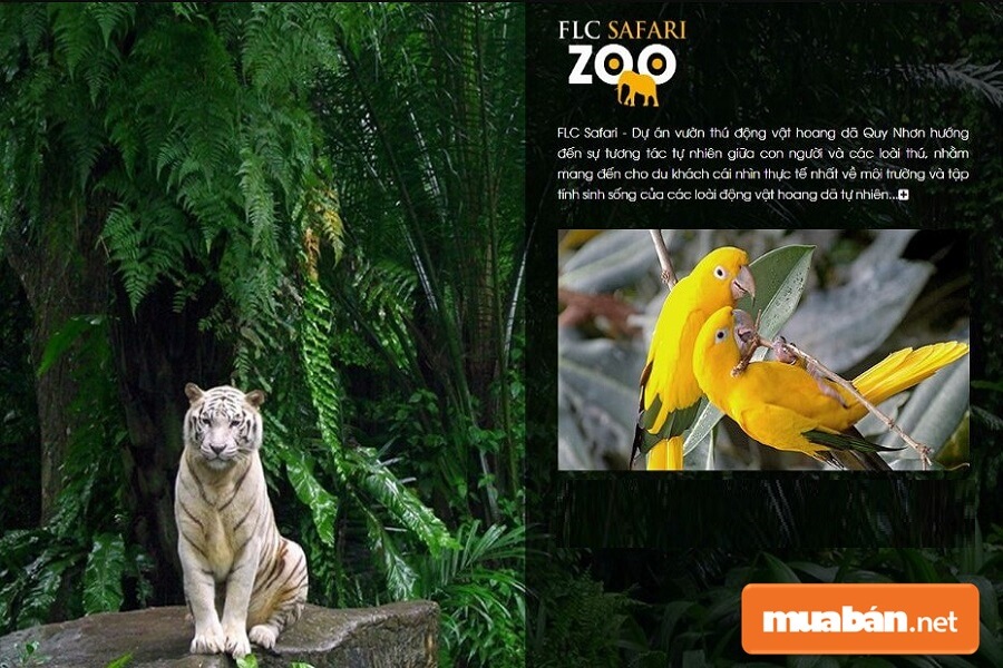 Công viên động vật hoang dã Safari tại FLC Quy Nhơn.