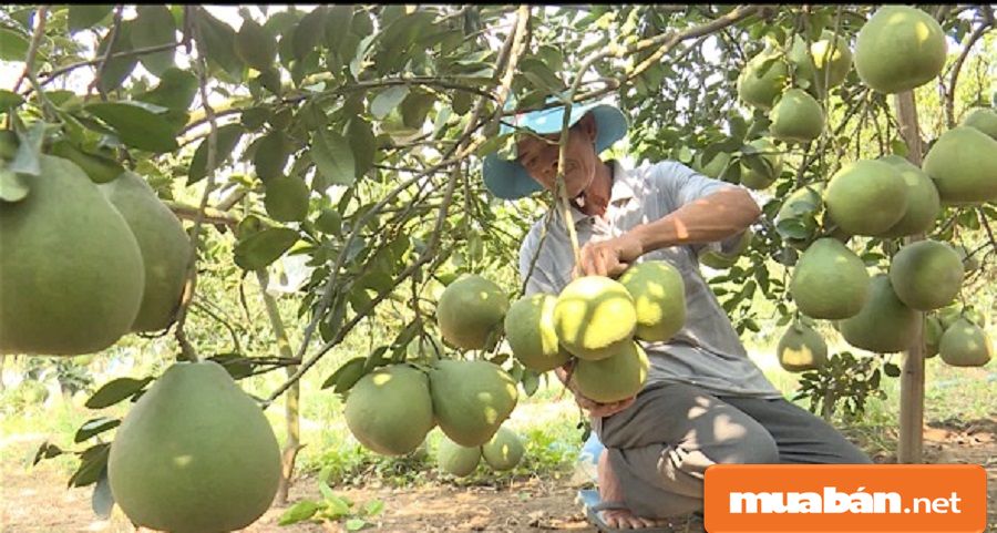 Tân Uyên cũng là nơi khá thích hợp để phát triển du lịch sinh thái tại đây.