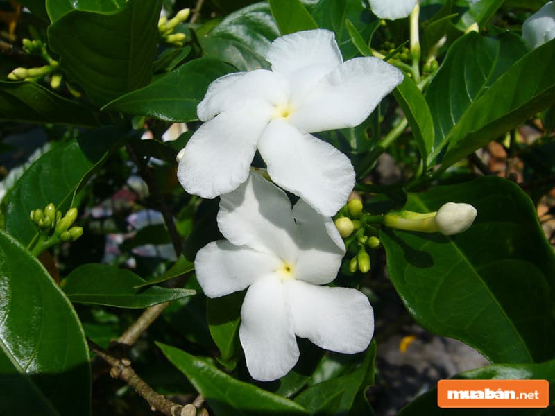 Dự án này lấy cảm hứng từ những bông nhài tây tuyệt đẹp
