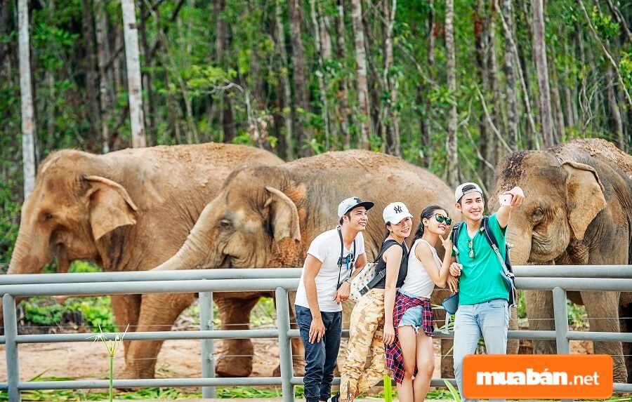 Vinpearl Safari liên tục đón tiếp hàng nghìn lượt khách mỗi ngày.