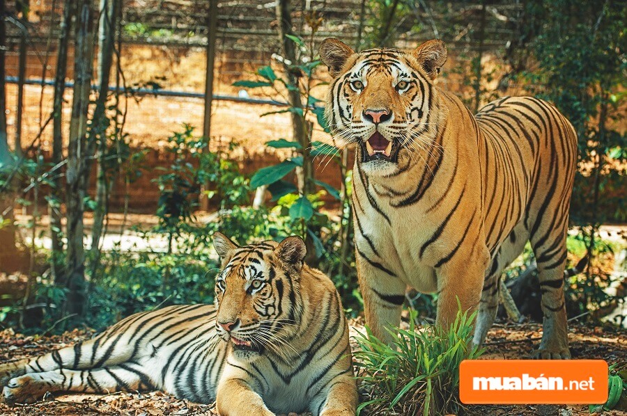 Trong Vinpearl Safari Phú Quốc đang nuôi dưỡng và bảo tồn khoảng 40 loài bản địa quý hiếm.