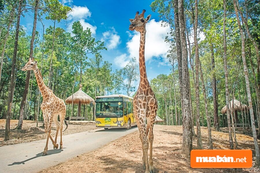 Vinpearl Safari quy tụ hơn 2.000 cá thể, đại diện cho hơn 150 loài động vật quý hiếm từ khắp nơi trên thế giới.