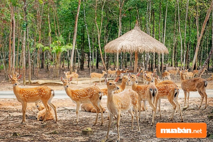 Vinpearl Safari được thiết kế bán mở với hào nước bao quanh tạo ra môi trường sống hài hòa cùng thiên nhiên.