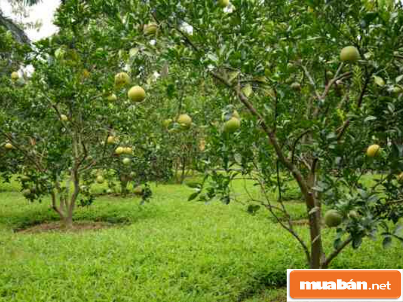 Đất Trồng Cây - Đầu Tư Sao Cho Không Tiền Mất Tật Mang? 2 Dattrongcay2