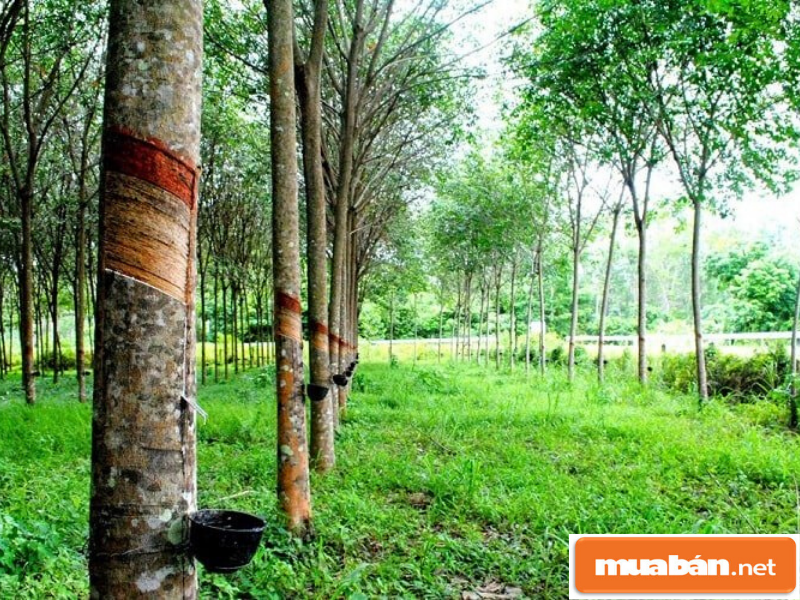 Đất Trồng Cây - Đầu Tư Sao Cho Không Tiền Mất Tật Mang? 4 Dattrongcay4