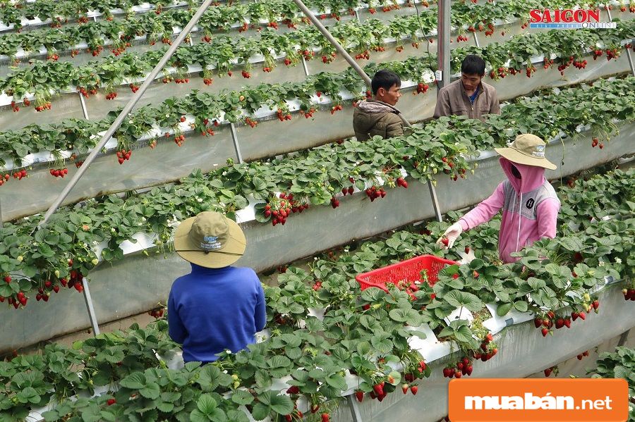 Việc Làm Đà Lạt Và Top 5 Điều Cần Lưu Ý Dành Cho Bạn! 4 Việc Làm Đà Lạt