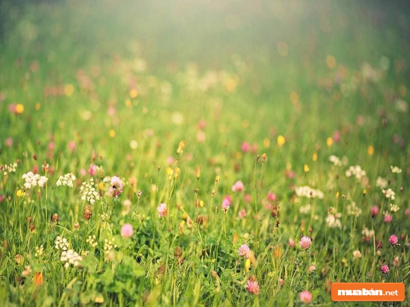 Bức tranh của mùa xuân đã được thể hiện hoàn mỹ trong ca khúc này