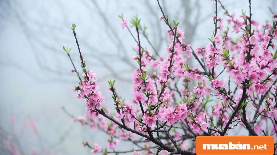 Hoa Đào Ngày Tết Và Cách Giữ Đào Đẹp Lâu Nhất! 10 Hoa Đào Ngày Tết
