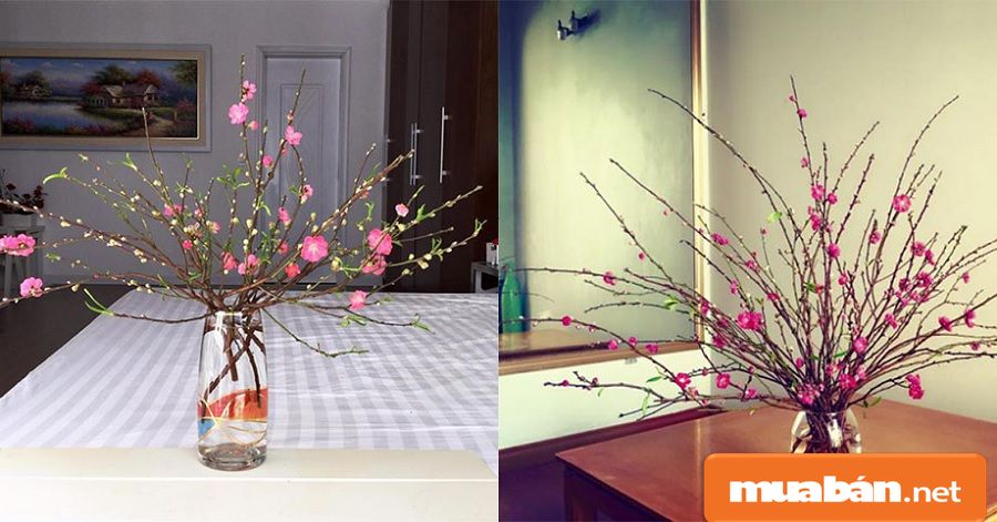 Hoa Đào Ngày Tết Và Cách Giữ Đào Đẹp Lâu Nhất! 12 Khoảng 2-3 Ngày, Bạn Nên Thay Nước Và Rửa Sạch Đoạn Được Cắm Dưới Nước Của Cành Đào.