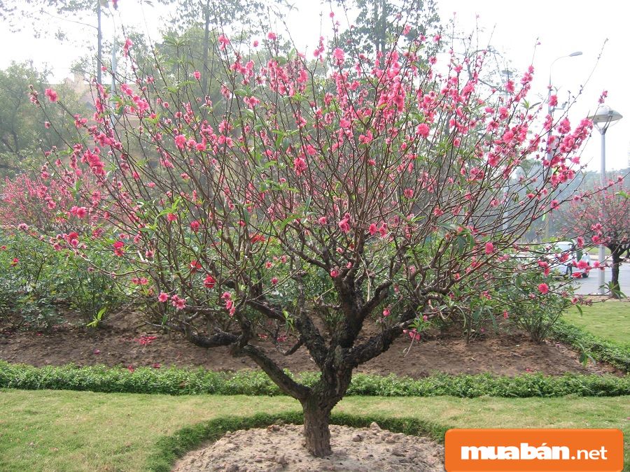 Hoa Đào Ngày Tết Và Cách Giữ Đào Đẹp Lâu Nhất! 11 Hoa Đào Ngày Tết