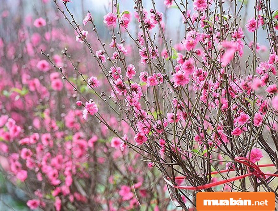 Hoa Đào Ngày Tết Và Cách Giữ Đào Đẹp Lâu Nhất! 3 Hoa Đào Ngày Tết