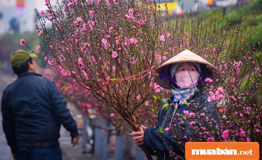 Hoa Đào Ngày Tết Và Cách Giữ Đào Đẹp Lâu Nhất! 9 Chọn Cây Nên Chọn Cây Có Các Nhánh Chính, Dăm Nhỏ Xuất Phát Từ Một Điểm.