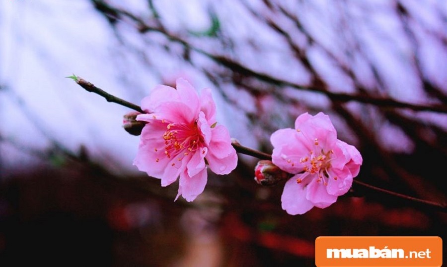 Hoa Đào Ngày Tết Và Cách Giữ Đào Đẹp Lâu Nhất! 2 Hoa Đào Ngày Tết