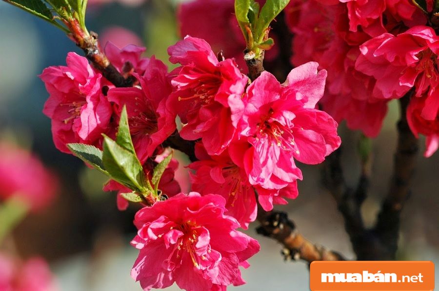 Hoa Đào Ngày Tết Và Cách Giữ Đào Đẹp Lâu Nhất! 5 Hoa Đào Ngày Tết