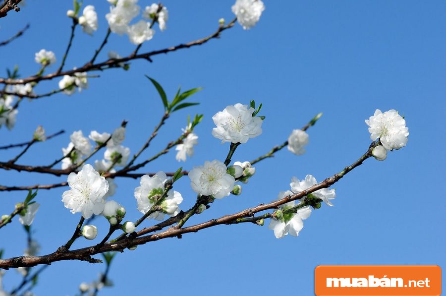 Hoa Đào Ngày Tết Và Cách Giữ Đào Đẹp Lâu Nhất! 6 Bạch Đào Là Loại Hoa Đào Khá Đặc Biệt Và Hiếm Có Vì Nó Khó Trồng Nên Giá Cũng Rất Cao.