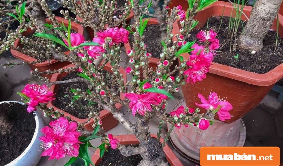 Hoa Đào Ngày Tết Và Cách Giữ Đào Đẹp Lâu Nhất! 7 Đào Thất Thốn Hay Còn Được Gọi Là Đào Tiến Vua, Là Giống Đào Quý Vì Cũng Khó Trồng.