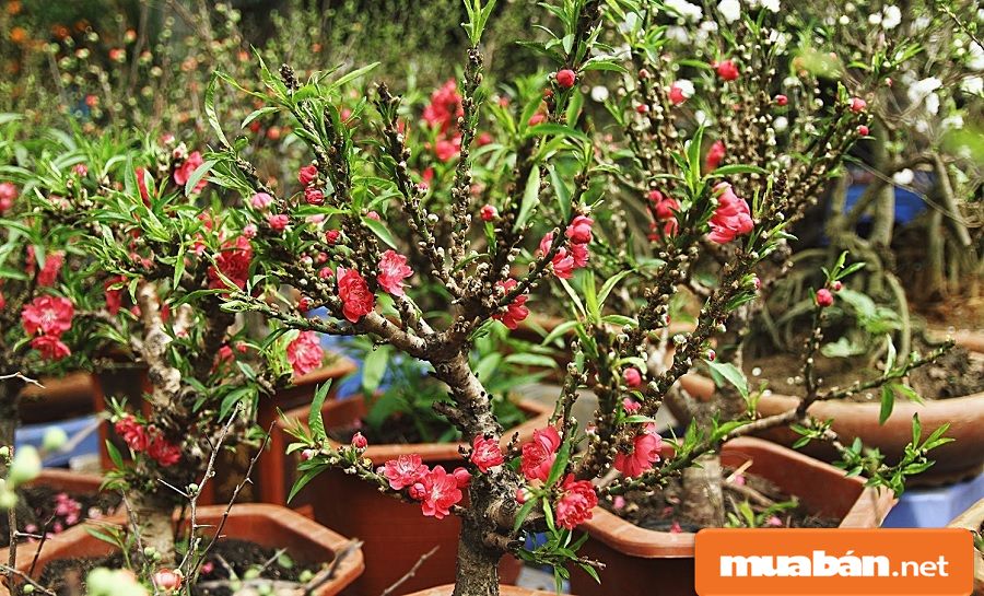 Hoa Đào Ngày Tết Và Cách Giữ Đào Đẹp Lâu Nhất! 13 Hiện Nay Có Khá Nhiều Dịch Vụ Cho Thuê Cây Cảnh Tết, Bạn Có Thể Tham Khảo.