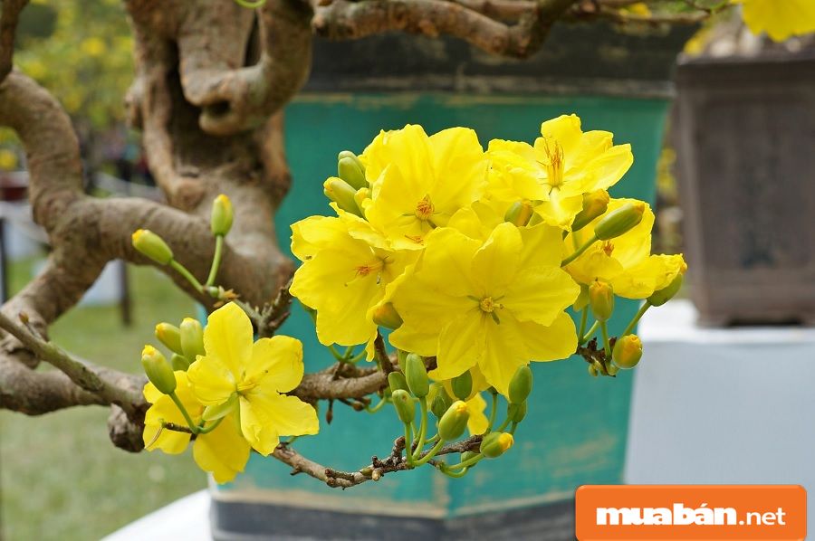 Trang trí Tết