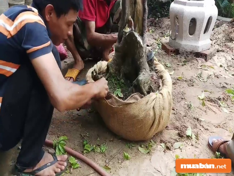 Có rất nhiều nguyên nhân khiến cây mai bị suy yếu