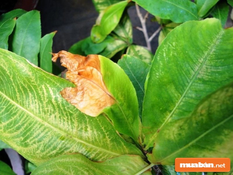 Bạn cần chú ý nhận biết nguyên nhân khiến cây giảm sức sống