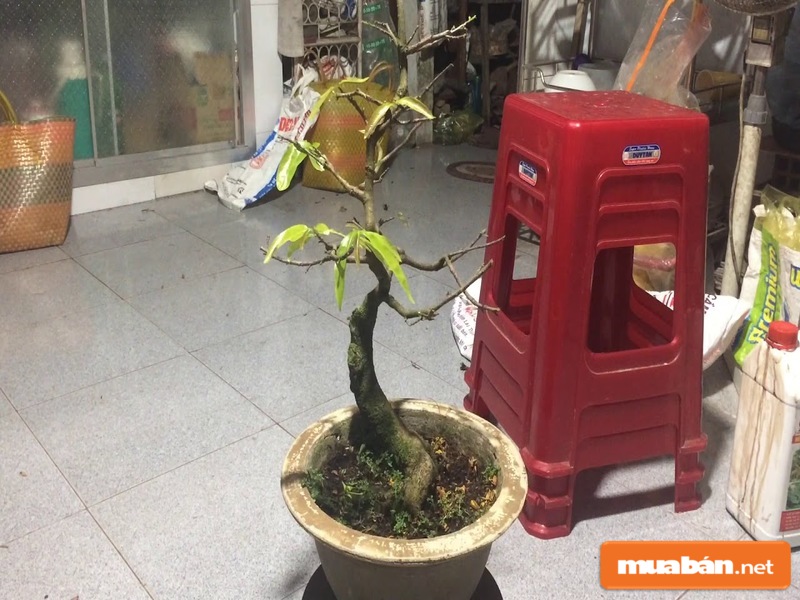 Từ nguyên nhân, hãy tìm cách khắc phục để chăm sóc cây tốt nhất
