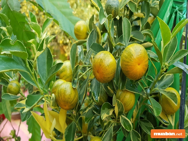 Hãy chú ý đến quả, tán và bầu cây nhé