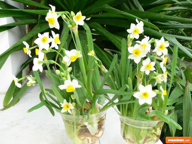 Cây Cảnh Đẹp: Lựa Chọn Loại Nào Để Trang Trí Nhà Cửa Dịp Tết 11 Cây Cảnh Đẹp 011