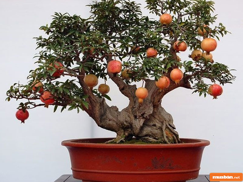 Cây Cảnh Đẹp: Lựa Chọn Loại Nào Để Trang Trí Nhà Cửa Dịp Tết 19 Cây Cảnh Đẹp 019