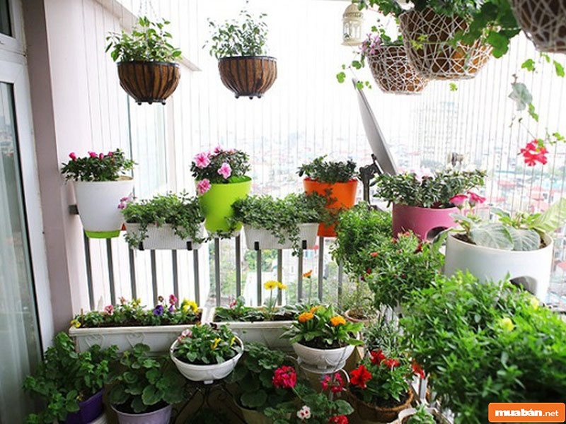 Cây Cảnh Đẹp: Lựa Chọn Loại Nào Để Trang Trí Nhà Cửa Dịp Tết 6 Cây Cảnh Đẹp 06