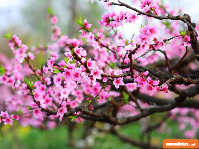 hoa đào ngày Tết 02