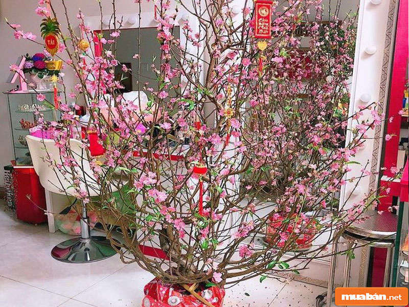 hoa đào ngày Tết 03