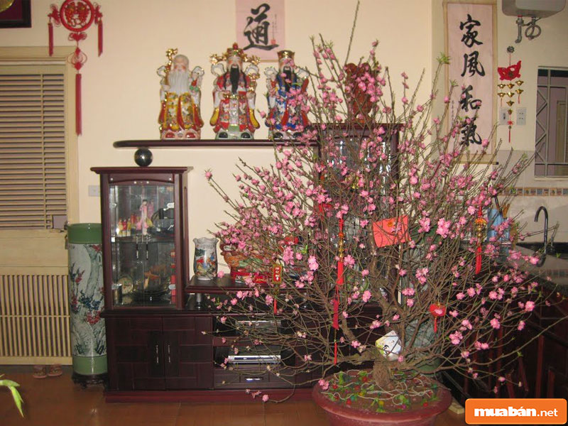 hoa đào ngày Tết 05